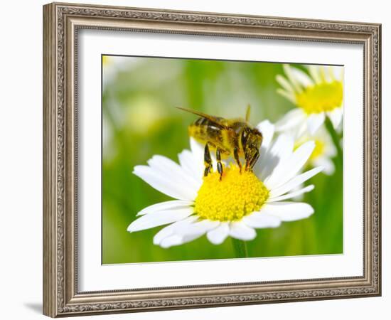 Bee On The Chamomile Flower-Ale-ks-Framed Photographic Print