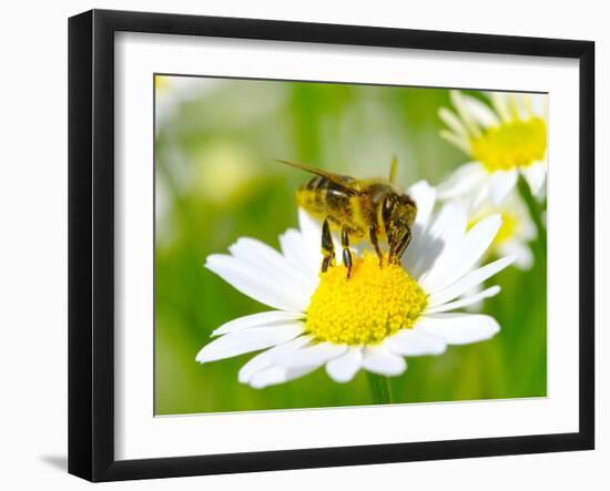 Bee On The Chamomile Flower-Ale-ks-Framed Photographic Print