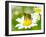 Bee On The Chamomile Flower-Ale-ks-Framed Photographic Print