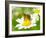 Bee On The Chamomile Flower-Ale-ks-Framed Photographic Print