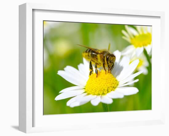 Bee On The Chamomile Flower-Ale-ks-Framed Photographic Print