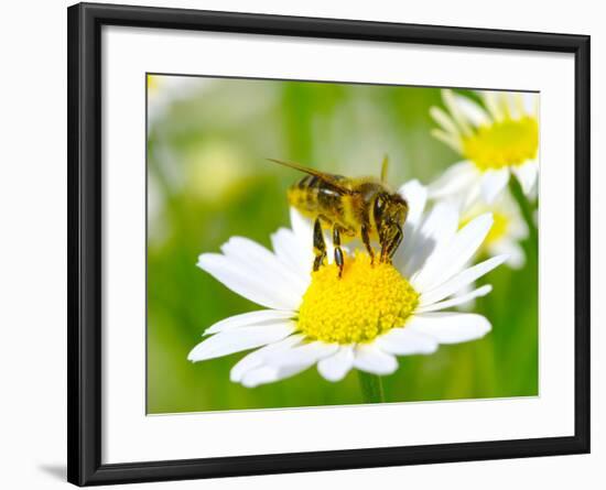 Bee On The Chamomile Flower-Ale-ks-Framed Photographic Print