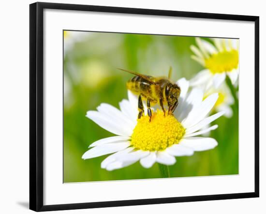 Bee On The Chamomile Flower-Ale-ks-Framed Photographic Print