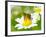 Bee On The Chamomile Flower-Ale-ks-Framed Photographic Print