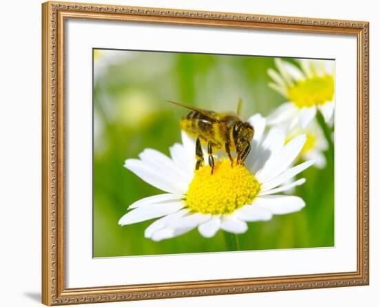 Bee On The Chamomile Flower-Ale-ks-Framed Photographic Print