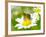 Bee On The Chamomile Flower-Ale-ks-Framed Photographic Print