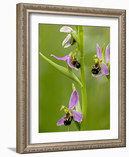 Bee Orchid (Ophrys Apifera)-Bob Gibbons-Framed Photographic Print