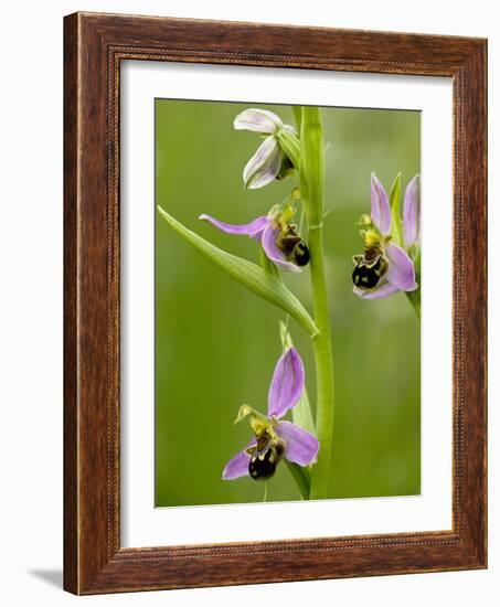 Bee Orchid (Ophrys Apifera)-Bob Gibbons-Framed Photographic Print
