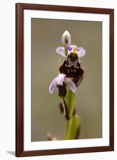 bee orchid, Ophrys apifera-Dietmar Najak-Framed Photographic Print