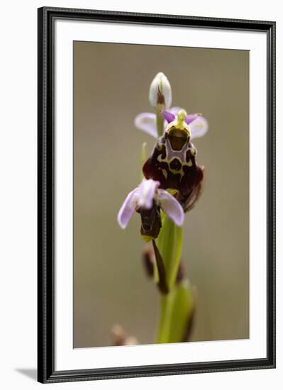 bee orchid, Ophrys apifera-Dietmar Najak-Framed Photographic Print