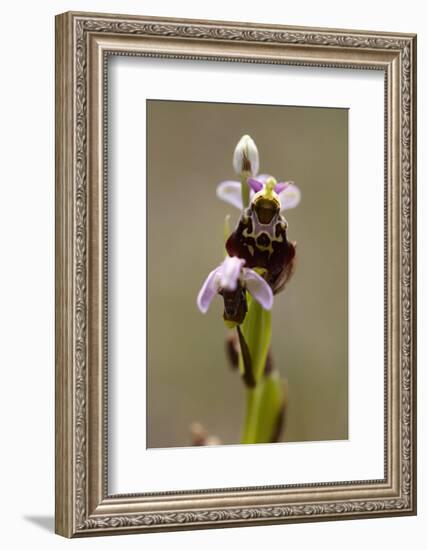 bee orchid, Ophrys apifera-Dietmar Najak-Framed Photographic Print