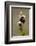 bee orchid, Ophrys apifera-Dietmar Najak-Framed Photographic Print