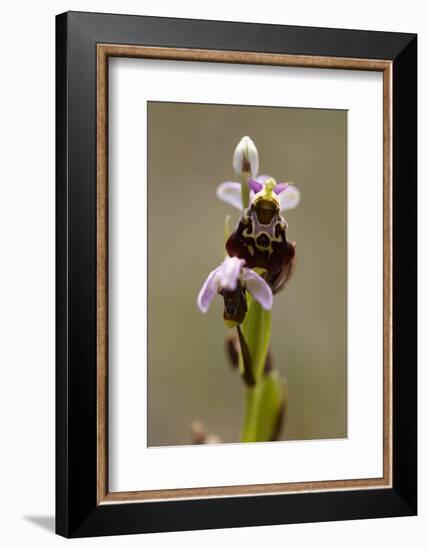 bee orchid, Ophrys apifera-Dietmar Najak-Framed Photographic Print