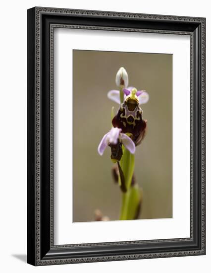 bee orchid, Ophrys apifera-Dietmar Najak-Framed Photographic Print