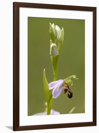 bee orchid, Ophrys apifera-Dietmar Najak-Framed Photographic Print