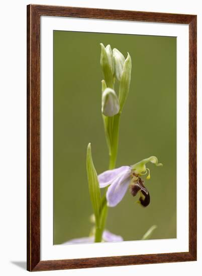bee orchid, Ophrys apifera-Dietmar Najak-Framed Photographic Print