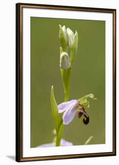 bee orchid, Ophrys apifera-Dietmar Najak-Framed Photographic Print