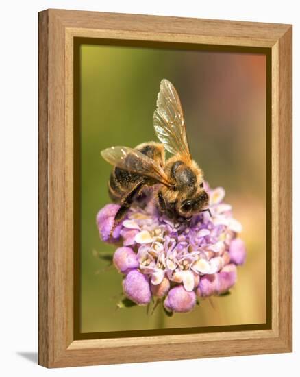 Bee seeking pollen-Michael Scheufler-Framed Premier Image Canvas