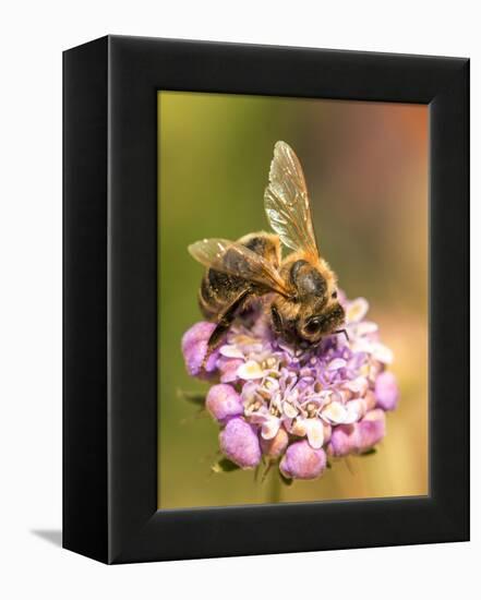 Bee seeking pollen-Michael Scheufler-Framed Premier Image Canvas