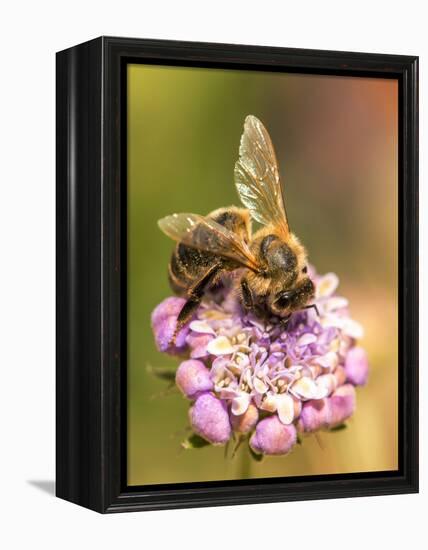 Bee seeking pollen-Michael Scheufler-Framed Premier Image Canvas