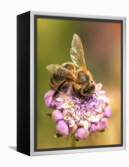 Bee seeking pollen-Michael Scheufler-Framed Premier Image Canvas