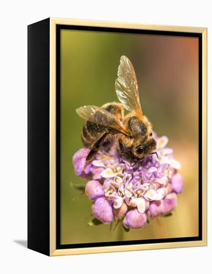 Bee seeking pollen-Michael Scheufler-Framed Premier Image Canvas