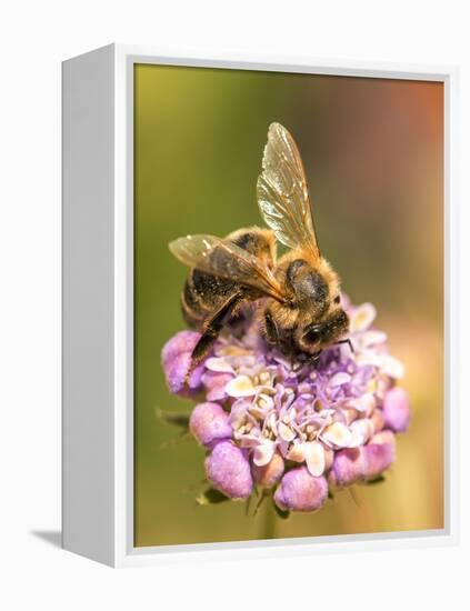 Bee seeking pollen-Michael Scheufler-Framed Premier Image Canvas