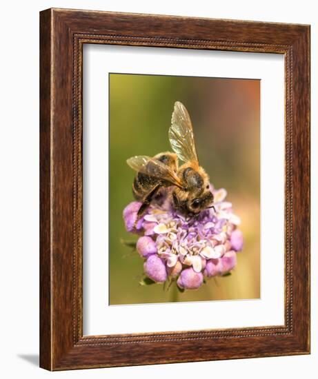 Bee seeking pollen-Michael Scheufler-Framed Photographic Print