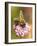 Bee seeking pollen-Michael Scheufler-Framed Photographic Print