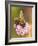 Bee seeking pollen-Michael Scheufler-Framed Photographic Print