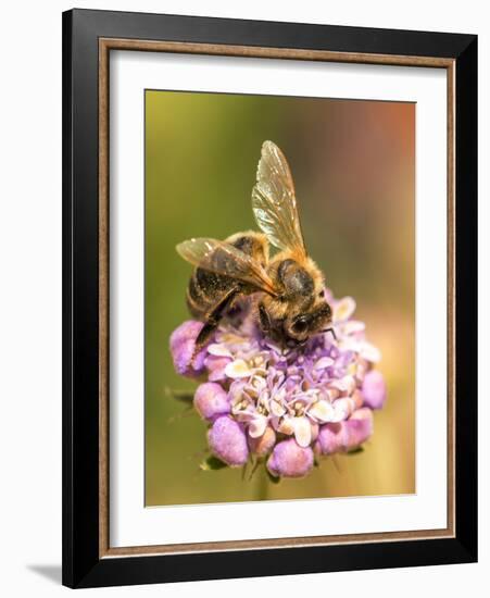 Bee seeking pollen-Michael Scheufler-Framed Photographic Print