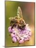 Bee seeking pollen-Michael Scheufler-Mounted Photographic Print