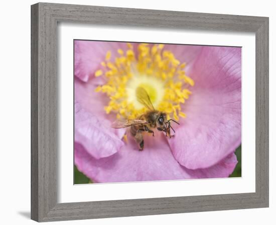 Bee seeking pollen-Michael Scheufler-Framed Photographic Print