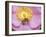 Bee seeking pollen-Michael Scheufler-Framed Photographic Print