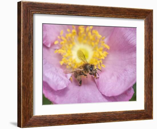 Bee seeking pollen-Michael Scheufler-Framed Photographic Print