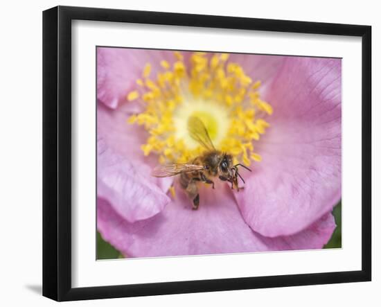 Bee seeking pollen-Michael Scheufler-Framed Photographic Print