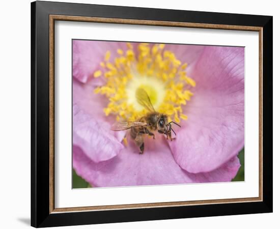 Bee seeking pollen-Michael Scheufler-Framed Photographic Print