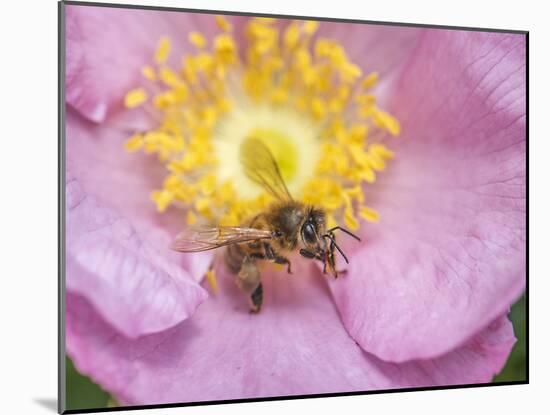 Bee seeking pollen-Michael Scheufler-Mounted Photographic Print