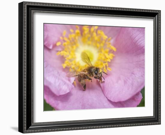 Bee seeking pollen-Michael Scheufler-Framed Photographic Print