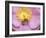 Bee seeking pollen-Michael Scheufler-Framed Photographic Print