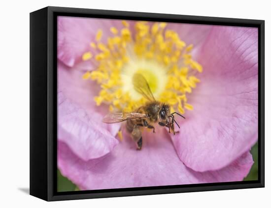 Bee seeking pollen-Michael Scheufler-Framed Premier Image Canvas