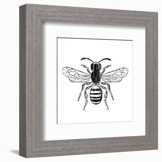 Bee-Clara Wells-Framed Art Print