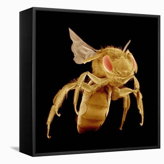 Bee-Micro Discovery-Framed Premier Image Canvas