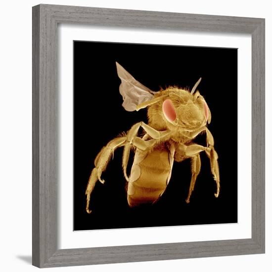 Bee-Micro Discovery-Framed Photographic Print