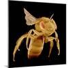 Bee-Micro Discovery-Mounted Photographic Print