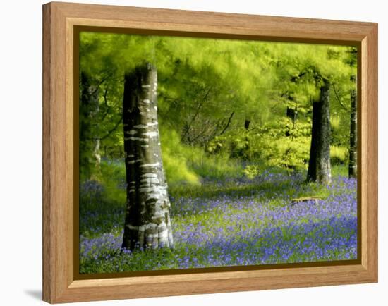 Beech and Bluebell Woodland at Lanhydrock, Cornwall, UK-Ross Hoddinott-Framed Premier Image Canvas