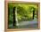 Beech and Bluebell Woodland at Lanhydrock, Cornwall, UK-Ross Hoddinott-Framed Premier Image Canvas