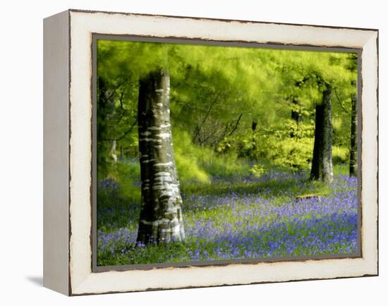 Beech and Bluebell Woodland at Lanhydrock, Cornwall, UK-Ross Hoddinott-Framed Premier Image Canvas