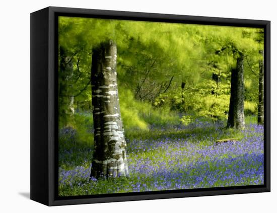 Beech and Bluebell Woodland at Lanhydrock, Cornwall, UK-Ross Hoddinott-Framed Premier Image Canvas