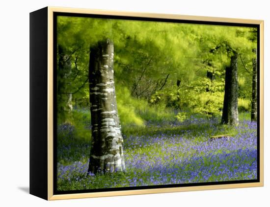 Beech and Bluebell Woodland at Lanhydrock, Cornwall, UK-Ross Hoddinott-Framed Premier Image Canvas